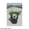 Juniperus Horizontalis 'Andorra Compact' -Garden Plants JUNI T66282 A h