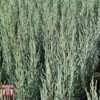 Juniperus Scopulorum 'Blue Arrow' -Garden Plants JUNI T66303 A