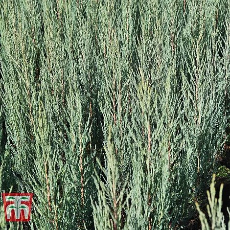 Juniperus Scopulorum 'Blue Arrow' 3 Juniperus Scopulorum 'Blue Arrow'