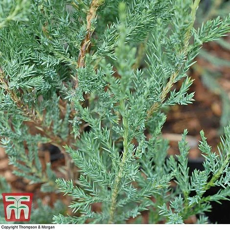 Juniperus Scopulorum 'Blue Arrow' 4 Juniperus Scopulorum 'Blue Arrow' - Image 2