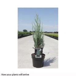 Juniperus Scopulorum 'Blue Arrow' 11 Juniperus Scopulorum 'Blue Arrow' -Garden Plants JUNI T66303 B h