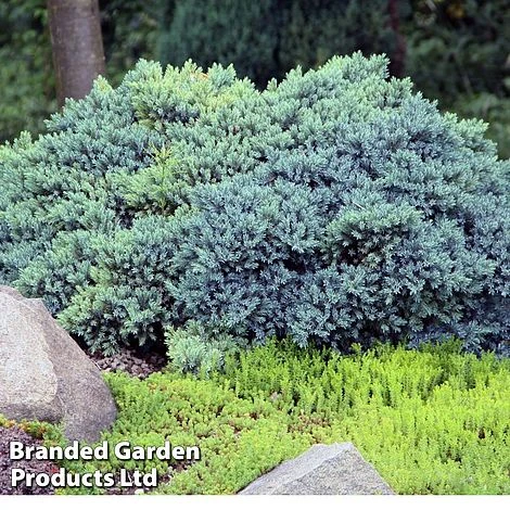 Juniperus Squamata 'Blue Compact' 3 Juniperus Squamata 'Blue Compact'