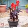 Canna 'Tropicanna Black' -Garden Plants KA8515 CANN 1