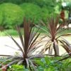 Cordyline 'Red Star' -Garden Plants KB3925 CORD 1