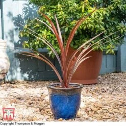 Cordyline 'Red Star' -Garden Plants KB3925 CORD 11
