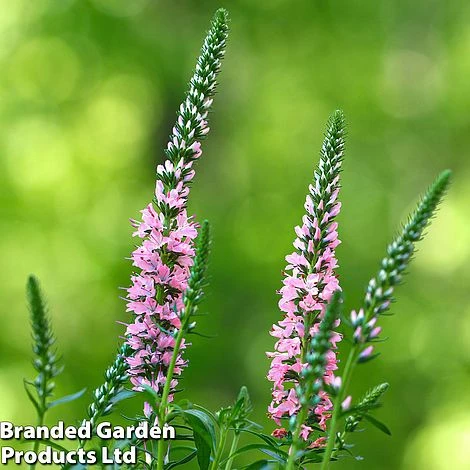 Veronica 'Moody Blues Dark Pink' 4 Veronica 'Moody Blues Dark Pink' - Image 2