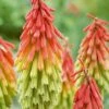 Red Hot Poker 'Traffic Lights' -Garden Plants KNIP T64300 A h