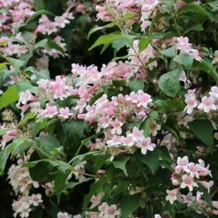 Kolkwitzia Amabilis -Garden Plants KOLK T58174 B