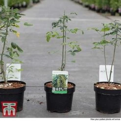 Laburnum Anagyroides -Garden Plants LABU T58204 C1