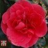 Camellia Japonica 'Lady Campbell'