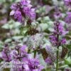 Lamium Maculatum 'Beacon Silver' -Garden Plants LAMI BEACONSIL 64306