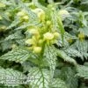 Lamium Galeobdolon 'Hermann's Pride' -Garden Plants LAMI HERMANSPR 64304
