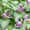 Lamium Maculatum Ghost -Garden Plants LAMI MACGHOST 64308