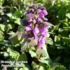 Lamium Maculatum Roseum -Garden Plants LAMI ROSEUM 64310
