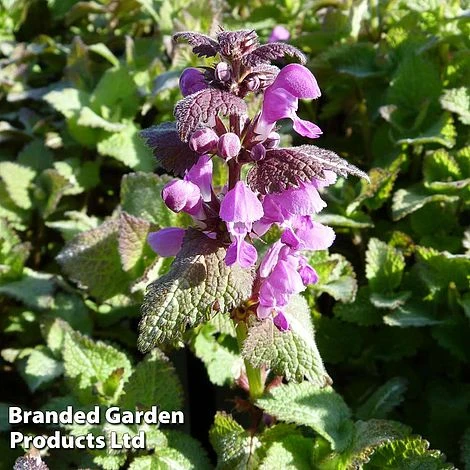 Lamium Maculatum Roseum 3 Lamium Maculatum Roseum