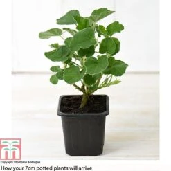 Lavatera X Clementii 'Rosea' -Garden Plants LAVA TJ80176B B1