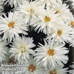 Perennial Eternal Flowering Collection 25 Perennial Eternal Flowering Collection -Garden Plants LEUC CRAZYDAIS S068732021