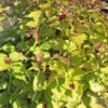 Leycesteria Formosa 'Golden Lanterns' -Garden Plants LEYC T58206 A h