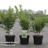 Ligustrum Ovalifolium 'Green Diamond' 1 Ligustrum Ovalifolium 'Green Diamond' -Garden Plants LIGU GREENDIAM S45850
