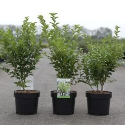 Ligustrum Ovalifolium 'Green Diamond' -Garden Plants LIGU GREENDIAM S45850 NOW