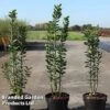 Ligustrum Vulgare 'Straight Talk' -Garden Plants LIGU STRAIGHTT S45851