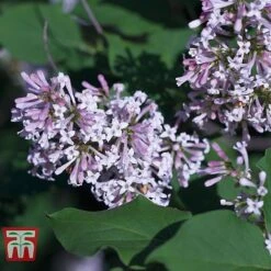 Lilac Fragrant Trio Collection -Garden Plants LILA KB0629 B1
