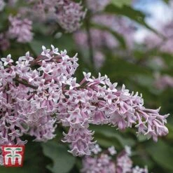 Lilac Fragrant Trio Collection -Garden Plants LILA KB0630 C1