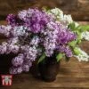 Lilac Fragrant Trio Collection -Garden Plants LILA KB0632 A
