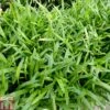 Lilaeopsis Brasilensis (Oxygenating Aquatic) -Garden Plants LILA T78241 A h