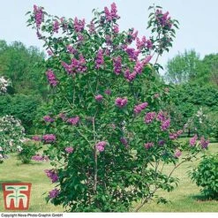 Lilac 'Charles Joly' -Garden Plants LILA T79095 C