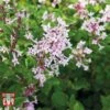 Lilac 'Bloomerang Pink Perfume' -Garden Plants LILA T79744 A2