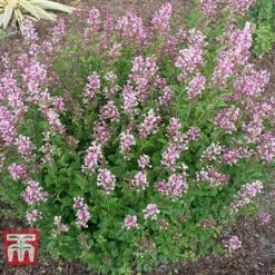 Lilac 'Bloomerang Pink Perfume' -Garden Plants LILA T79744 E