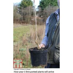 Lilac 'Charles Joly' -Garden Plants LILA T81195P B2