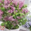 Lilac Dwarf 'Flowerfesta® Pink' -Garden Plants LILA TKA1222 A