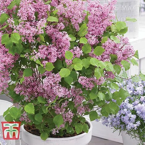 Lilac Dwarf 'Flowerfesta® Pink' 3 Lilac Dwarf 'Flowerfesta® Pink'