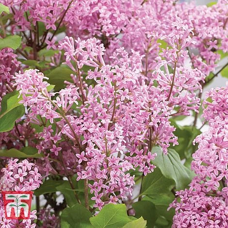 Lilac Dwarf 'Flowerfesta® Pink' 4 Lilac Dwarf 'Flowerfesta® Pink' - Image 2
