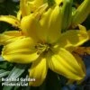 Lily 'Freckled Joy' -Garden Plants LILI KC9169 A