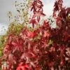 Liquidambar Styraciflua 'Thea' -Garden Plants LIQU TKA2067 A