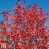 Liquidambar Styraciflua 'Worplesdon' -Garden Plants LIQU TKA2069 A