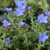 Lithodora Diffusa 'Heavenly Blue' -Garden Plants LITH T58406 B h