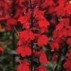 Lobelia 'Starship Scarlet'