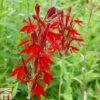 Lobelia Cardinalis (Marginal Aquatic) -Garden Plants LOBE T78316 A h