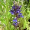 Lobelia X Speciosa 'Vedrariensis' (Marginal Aquatic) -Garden Plants LOBE T78326 A h