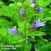 Lobelia Siphilitica Blue -Garden Plants LOBE BLUE1
