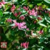 Lonicera Tatarica 'Hack's Red'
