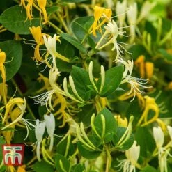 Honeysuckle 'Hall's Prolific'