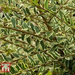 Lonicera Nitida 'Lemon Beauty' -Garden Plants LONI TKA3230 C