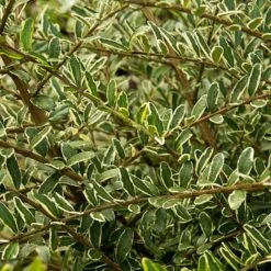 Lonicera Nitida 'Lemon Beauty' -Garden Plants LONI TKA3230 NOW1