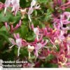 Lonicera Periclymenum -Garden Plants LONI BELGICA T01823