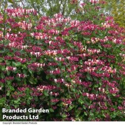 Lonicera Periclymenum -Garden Plants LONI BELGICA T22357